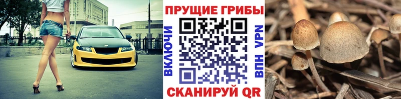 KRAKEN tor Асбест Галлюциногенные грибы Cubensis